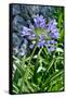 Agapanthus Africanus, Agapanthus in Umbel (Photo)-null-Framed Stretched Canvas