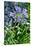 Agapanthus Africanus, Agapanthus in Umbel (Photo)-null-Stretched Canvas