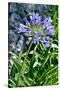 Agapanthus Africanus, Agapanthus in Umbel (Photo)-null-Stretched Canvas