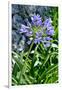 Agapanthus Africanus, Agapanthus in Umbel (Photo)-null-Framed Giclee Print