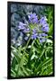 Agapanthus Africanus, Agapanthus in Umbel (Photo)-null-Framed Giclee Print