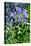 Agapanthus Africanus, Agapanthus in Umbel (Photo)-null-Stretched Canvas