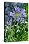 Agapanthus Africanus, Agapanthus in Umbel (Photo)-null-Stretched Canvas