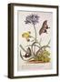 Agapanthus Africanus, Iris Variegata and a Species of Oxalis, from 'Plantae Et Papiliones Rariores'-Georg Dionysius Ehret-Framed Giclee Print