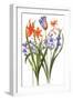 Agapanthus and Crocosmia 'Emily Mackenzie'-Sally Crosthwaite-Framed Giclee Print