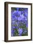 Agapanthus close-up, Sausalito, Marin County, California-Anna Miller-Framed Photographic Print