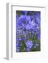 Agapanthus close-up, Sausalito, Marin County, California-Anna Miller-Framed Photographic Print