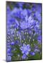 Agapanthus close-up, Sausalito, Marin County, California-Anna Miller-Mounted Photographic Print