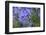 Agapanthus close-up, Sausalito, Marin County, California-Anna Miller-Framed Photographic Print