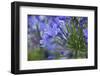 Agapanthus close-up, Sausalito, Marin County, California-Anna Miller-Framed Photographic Print