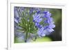 Agapanthus closeup, Sausalito, Marin County, California-Anna Miller-Framed Photographic Print