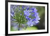 Agapanthus closeup, Sausalito, Marin County, California-Anna Miller-Framed Photographic Print