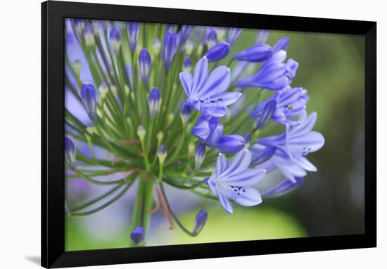 Agapanthus closeup, Sausalito, Marin County, California-Anna Miller-Framed Photographic Print