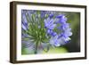 Agapanthus closeup, Sausalito, Marin County, California-Anna Miller-Framed Photographic Print