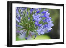 Agapanthus closeup, Sausalito, Marin County, California-Anna Miller-Framed Photographic Print