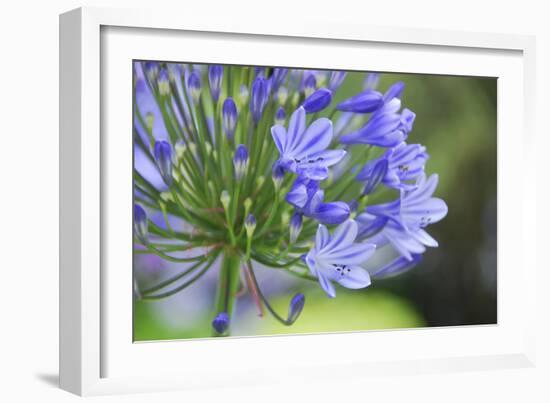 Agapanthus closeup, Sausalito, Marin County, California-Anna Miller-Framed Photographic Print