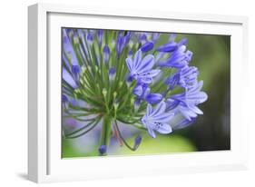 Agapanthus closeup, Sausalito, Marin County, California-Anna Miller-Framed Photographic Print