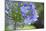 Agapanthus closeup, Sausalito, Marin County, California-Anna Miller-Mounted Photographic Print