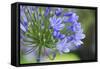 Agapanthus closeup, Sausalito, Marin County, California-Anna Miller-Framed Stretched Canvas