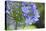 Agapanthus closeup, Sausalito, Marin County, California-Anna Miller-Stretched Canvas