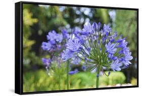 Agapanthus closeup, Sausalito, Marin County, California-Anna Miller-Framed Stretched Canvas