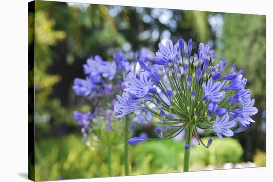 Agapanthus closeup, Sausalito, Marin County, California-Anna Miller-Stretched Canvas