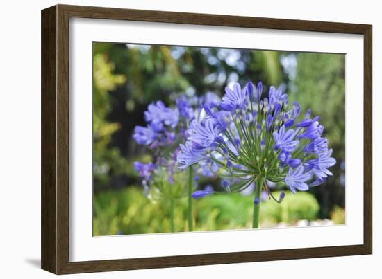 Agapanthus closeup, Sausalito, Marin County, California-Anna Miller-Framed Photographic Print