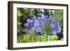 Agapanthus closeup, Sausalito, Marin County, California-Anna Miller-Framed Photographic Print