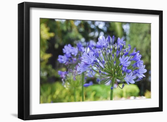 Agapanthus closeup, Sausalito, Marin County, California-Anna Miller-Framed Photographic Print