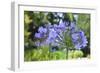 Agapanthus closeup, Sausalito, Marin County, California-Anna Miller-Framed Photographic Print