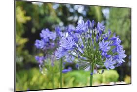 Agapanthus closeup, Sausalito, Marin County, California-Anna Miller-Mounted Photographic Print