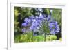 Agapanthus closeup, Sausalito, Marin County, California-Anna Miller-Framed Photographic Print