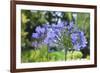 Agapanthus closeup, Sausalito, Marin County, California-Anna Miller-Framed Photographic Print