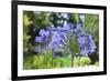 Agapanthus closeup, Sausalito, Marin County, California-Anna Miller-Framed Photographic Print