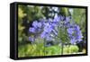 Agapanthus closeup, Sausalito, Marin County, California-Anna Miller-Framed Stretched Canvas