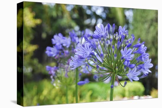 Agapanthus closeup, Sausalito, Marin County, California-Anna Miller-Stretched Canvas