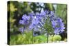 Agapanthus closeup, Sausalito, Marin County, California-Anna Miller-Stretched Canvas