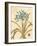 Agapanthus Curiosity-Chad Barrett-Framed Art Print