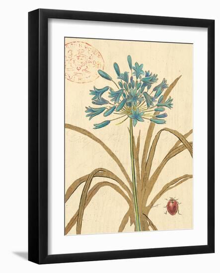 Agapanthus Curiosity-Chad Barrett-Framed Art Print