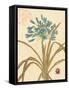 Agapanthus Curiosity-Chad Barrett-Framed Stretched Canvas