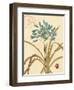 Agapanthus Curiosity-Chad Barrett-Framed Art Print