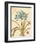 Agapanthus Curiosity-Chad Barrett-Framed Art Print