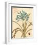 Agapanthus Curiosity-Chad Barrett-Framed Art Print