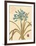 Agapanthus Curiosity-Chad Barrett-Framed Art Print