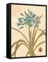 Agapanthus Curiosity-Chad Barrett-Framed Stretched Canvas