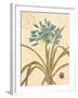 Agapanthus Curiosity-Chad Barrett-Framed Art Print