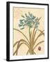 Agapanthus Curiosity-Chad Barrett-Framed Art Print