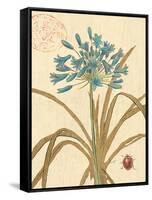 Agapanthus Curiosity-Chad Barrett-Framed Stretched Canvas