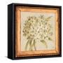 Agapanthus Floret Detail-Lauren Hamilton-Framed Stretched Canvas