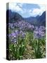 Agapanthus Flowers Near Serra De Agua, Madeira, Portugal-Hans Peter Merten-Stretched Canvas